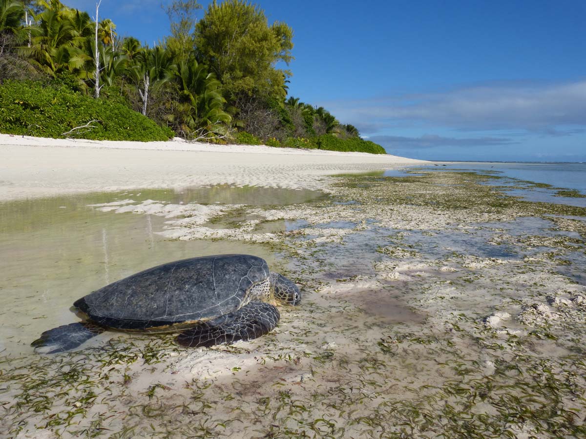 alphonse island turtles