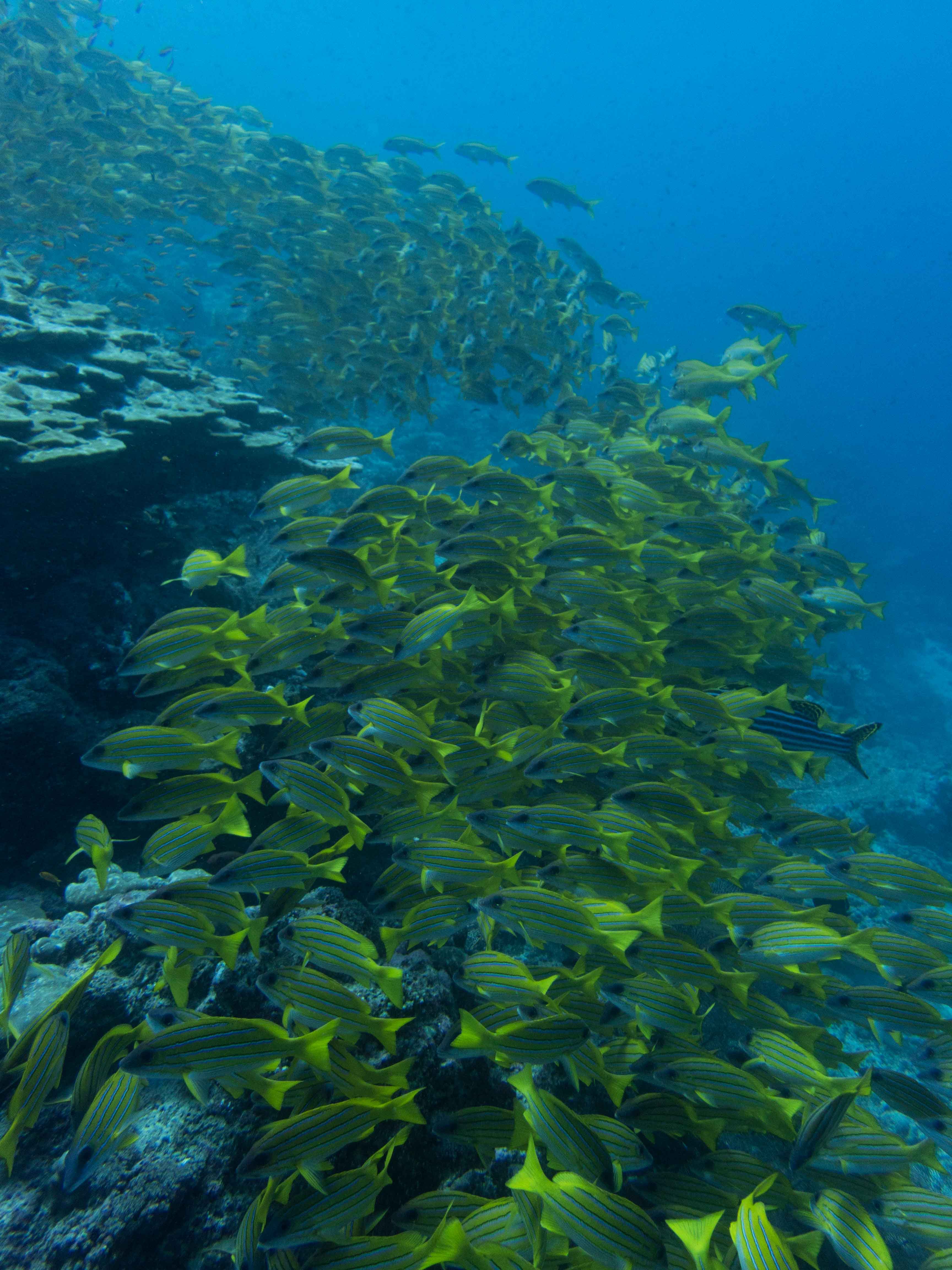 Scuba_Diving_Alphonse_Island_Seychelles_3