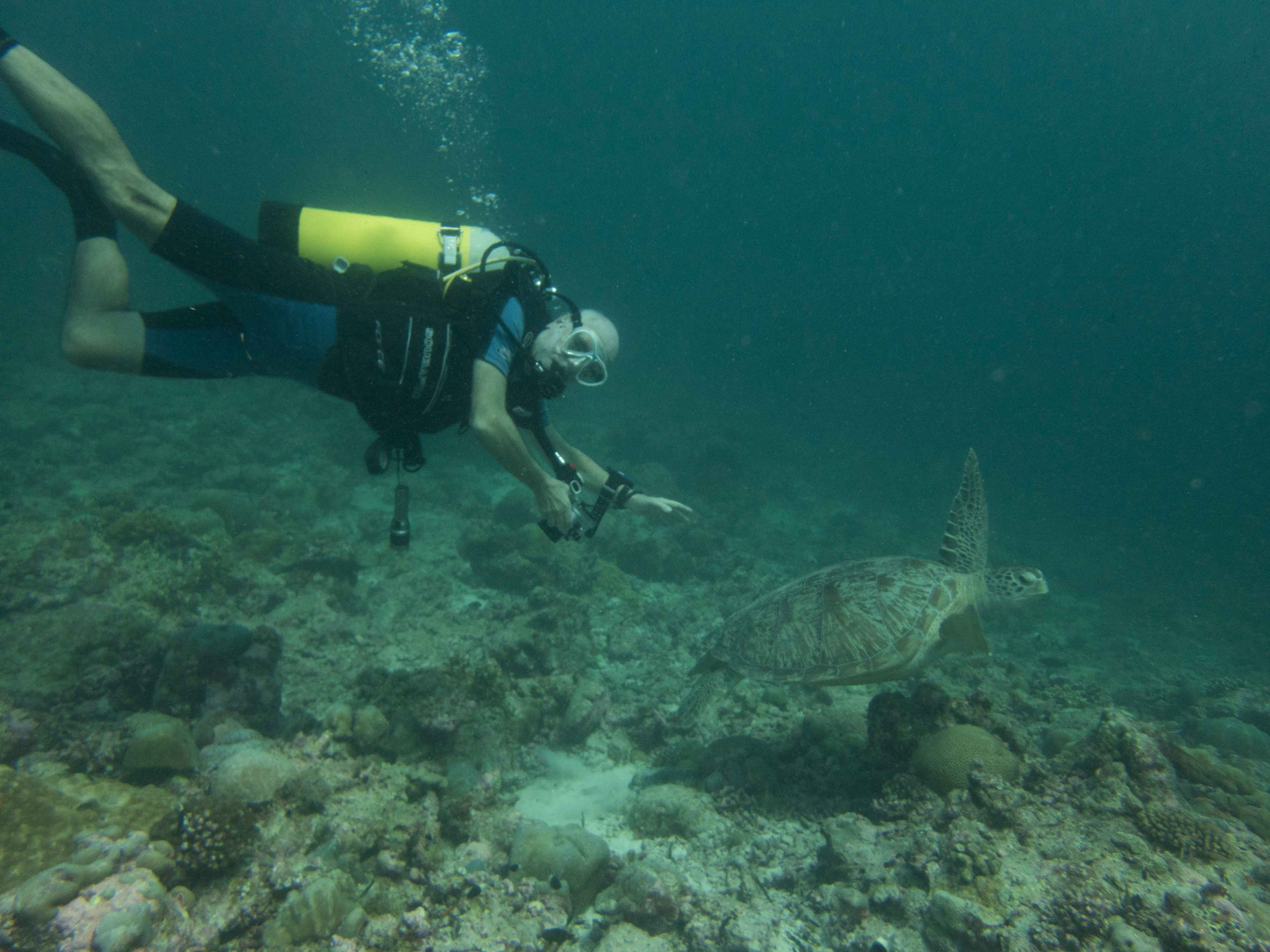 Scuba_Diving_Turtle_Seychelles