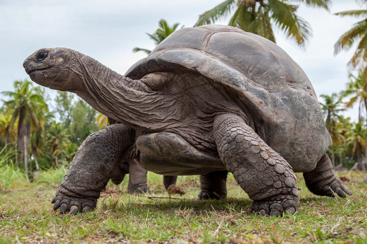 alphonse island giant tortoises