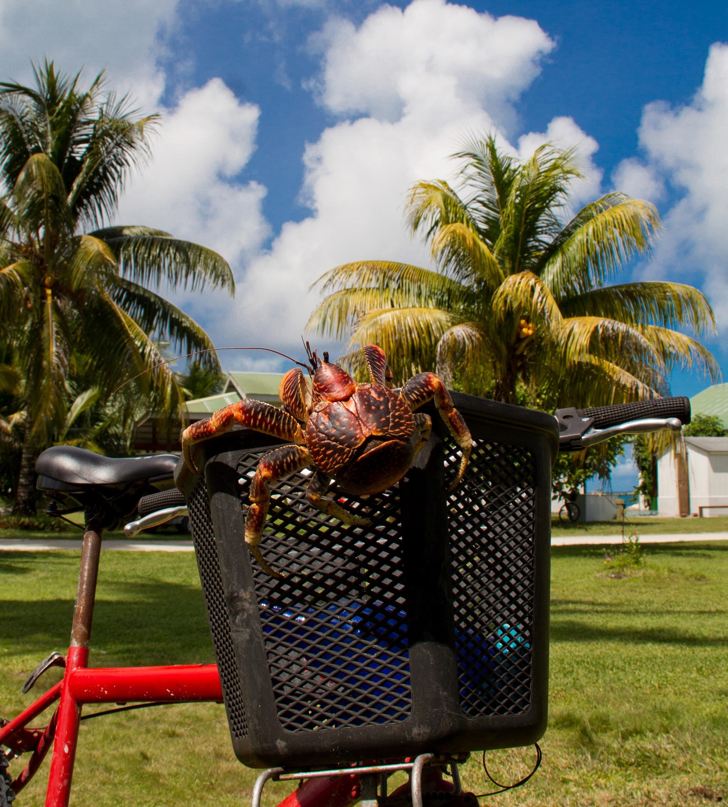 Coconut_Crab_Seychelles
