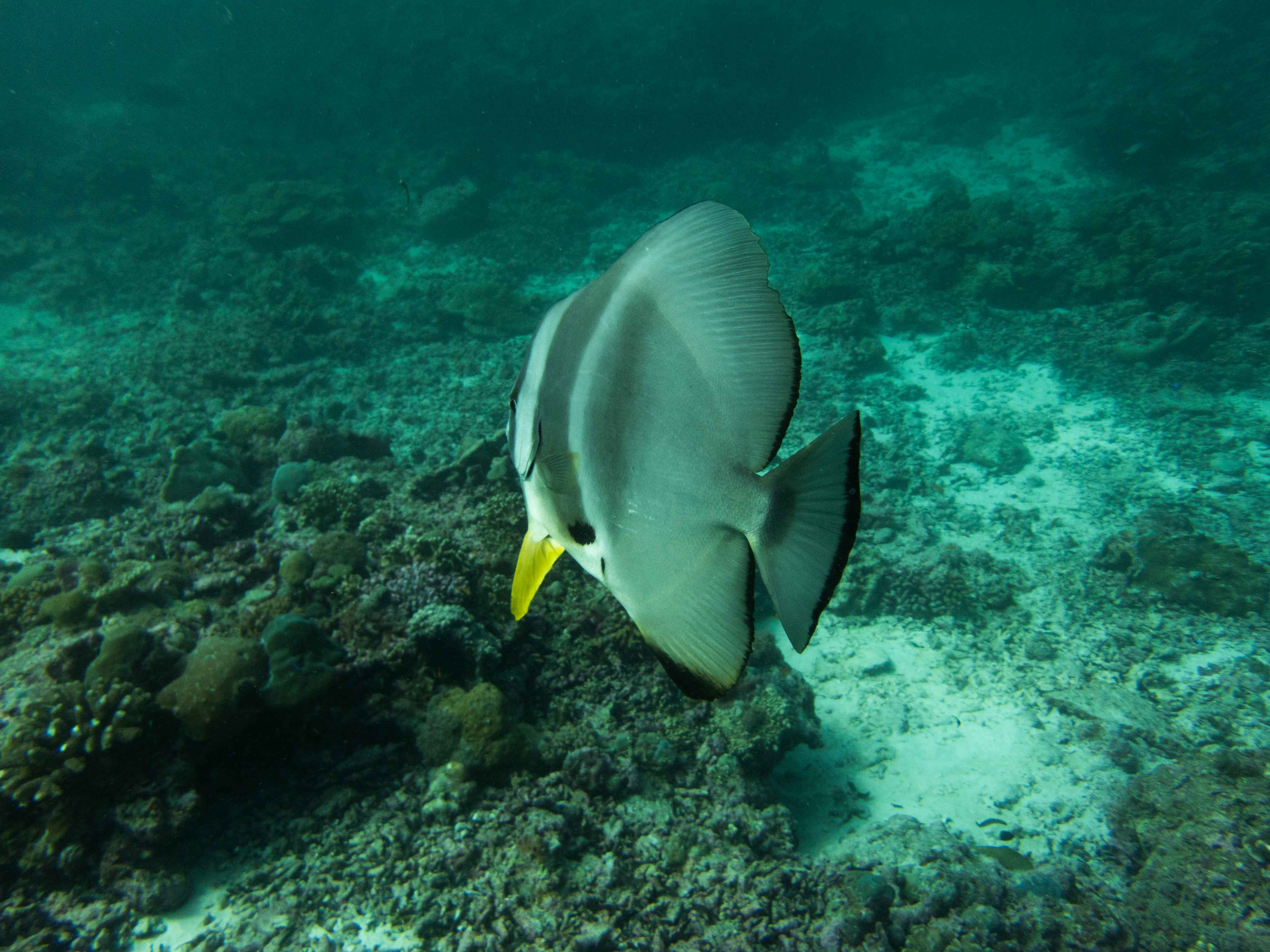 Scuba_Diving_Alphonse_Island_Seychelles_13