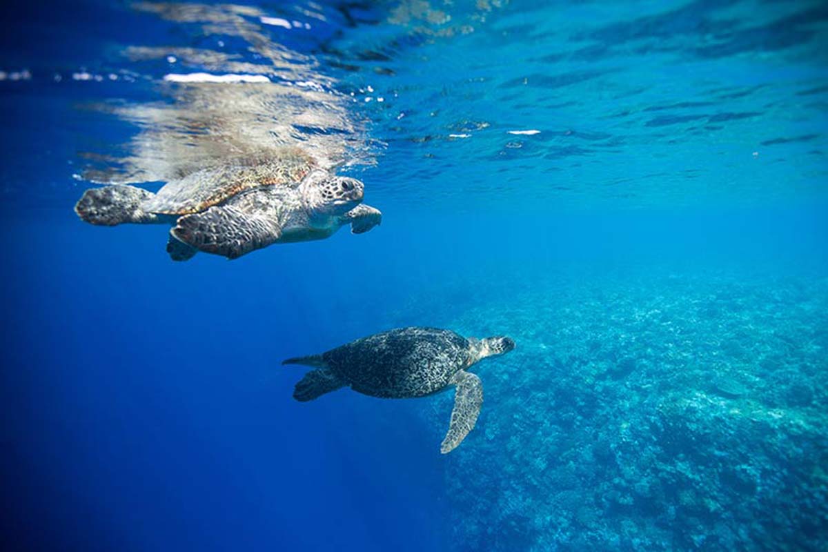 Green Sea Turtle Seychelles
