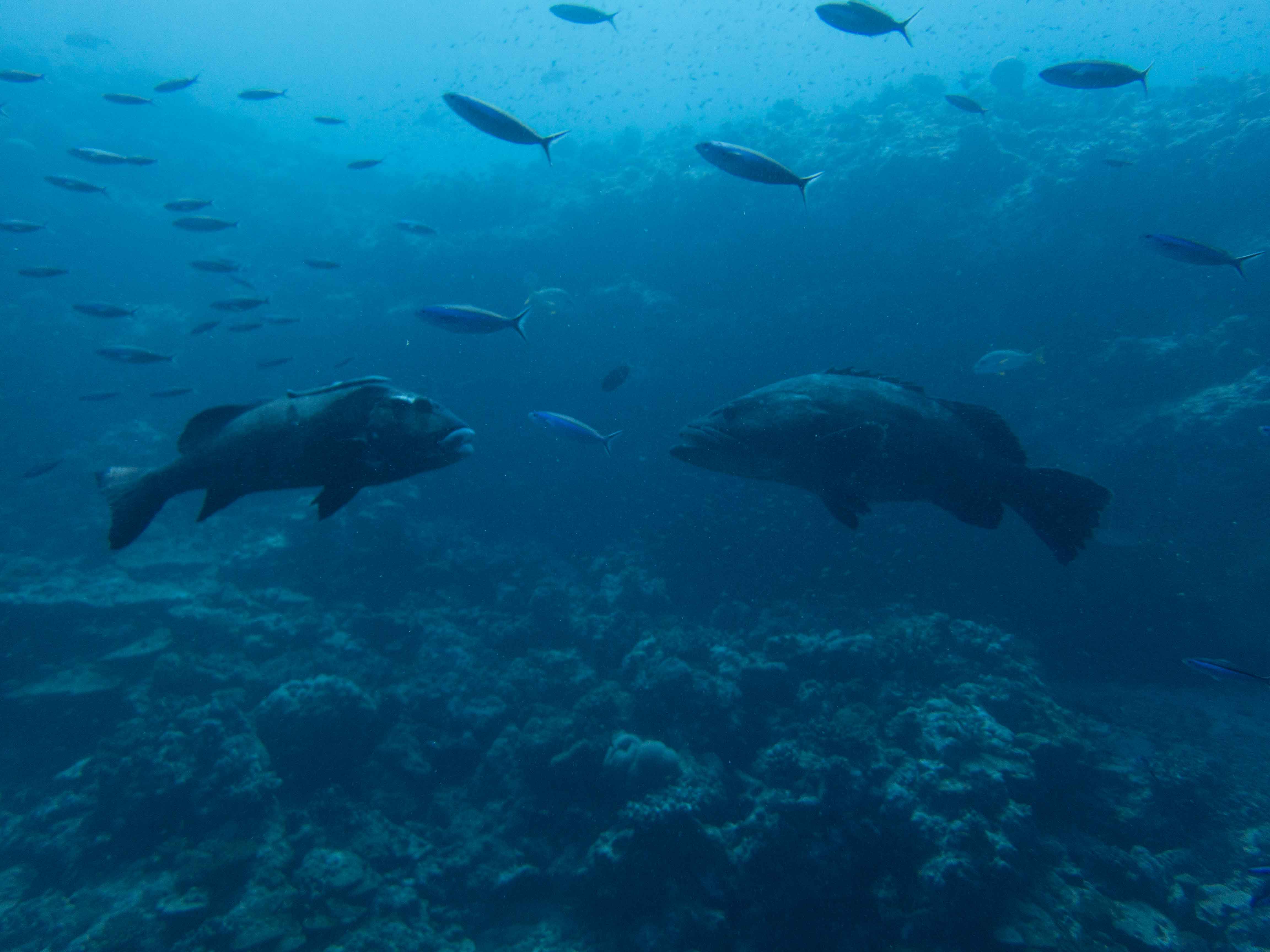 Scuba_Diving_Grouper_Seychelles_6