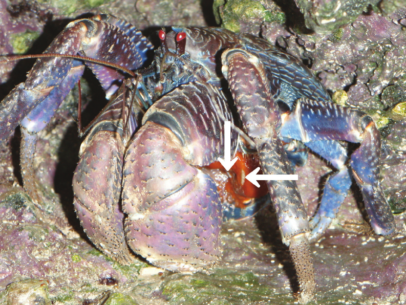 coconut crab Birgus latro female egg extrusion.png