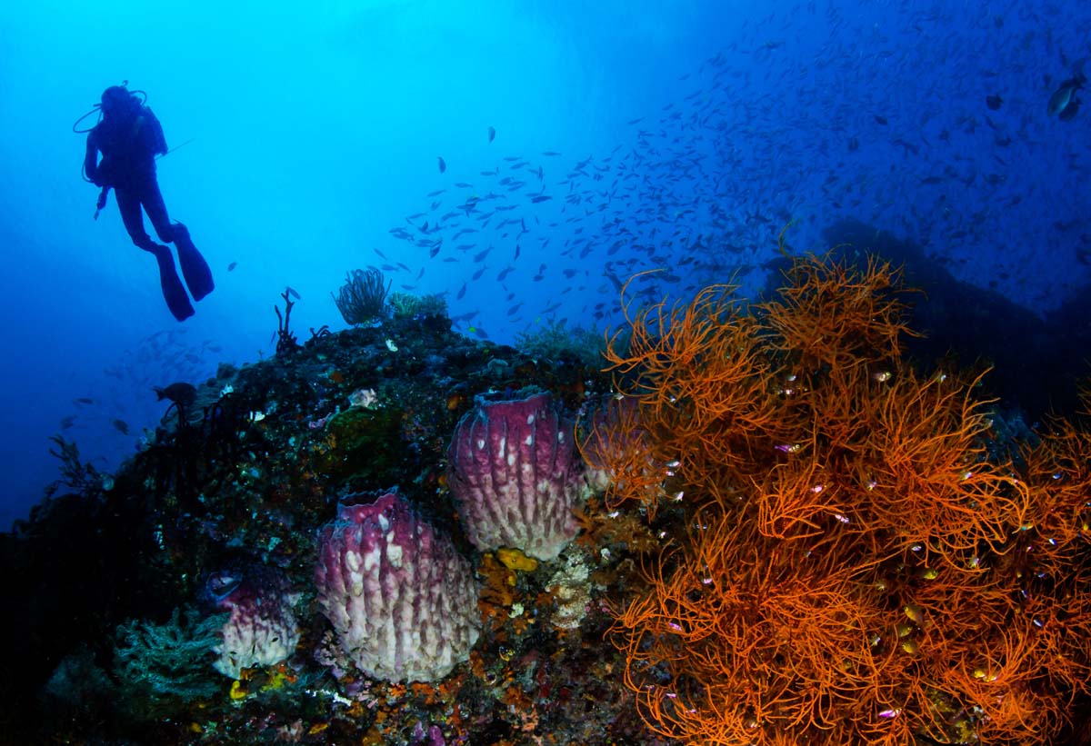 alphonse experience scuba diving 10