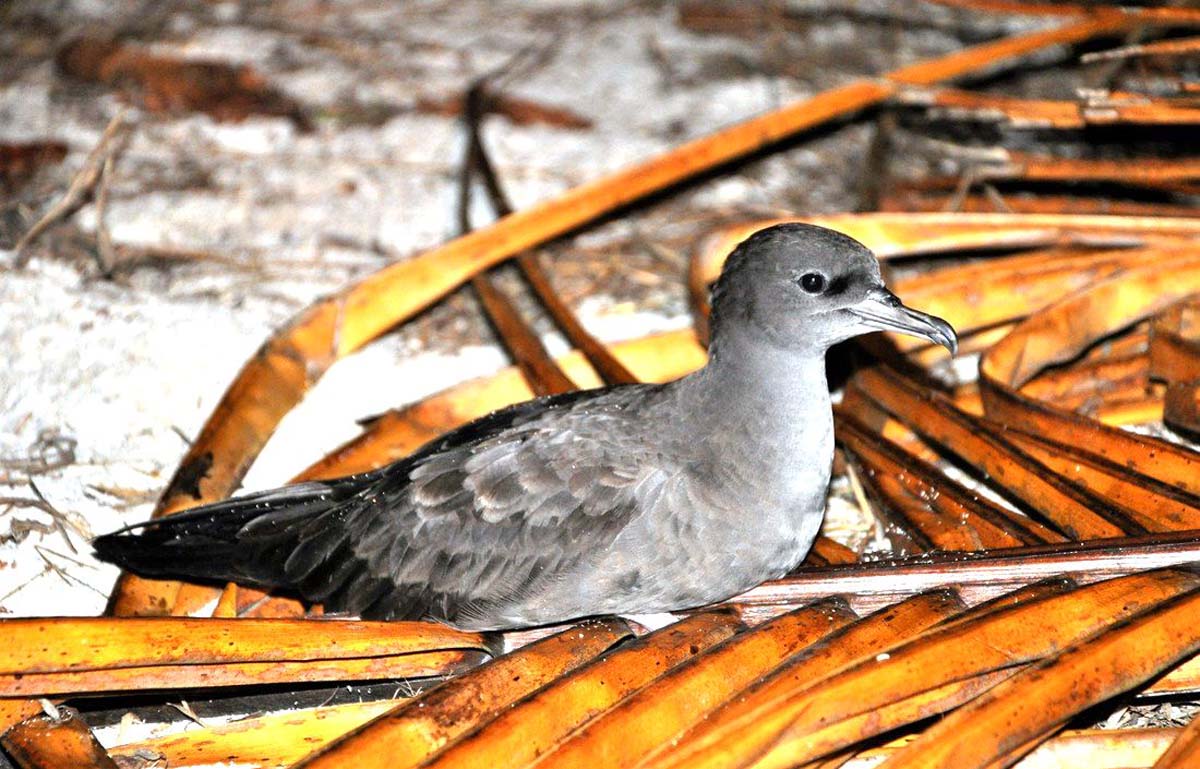 Wedge tailed Shearwater pair Alphonse Island Seychelles