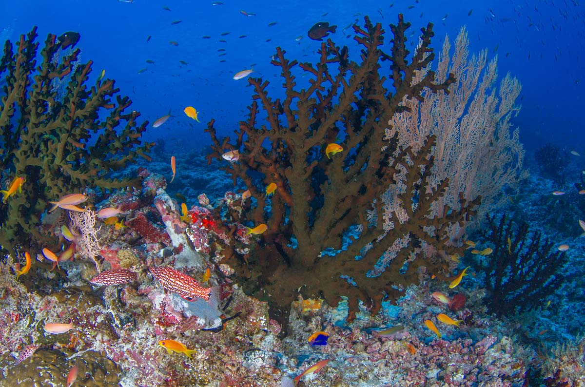 Tubastrea Coral Bijoutier Scuba Diving Alphonse Island