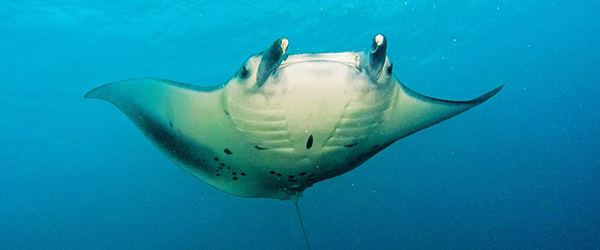 manta ray identification conservation highlights