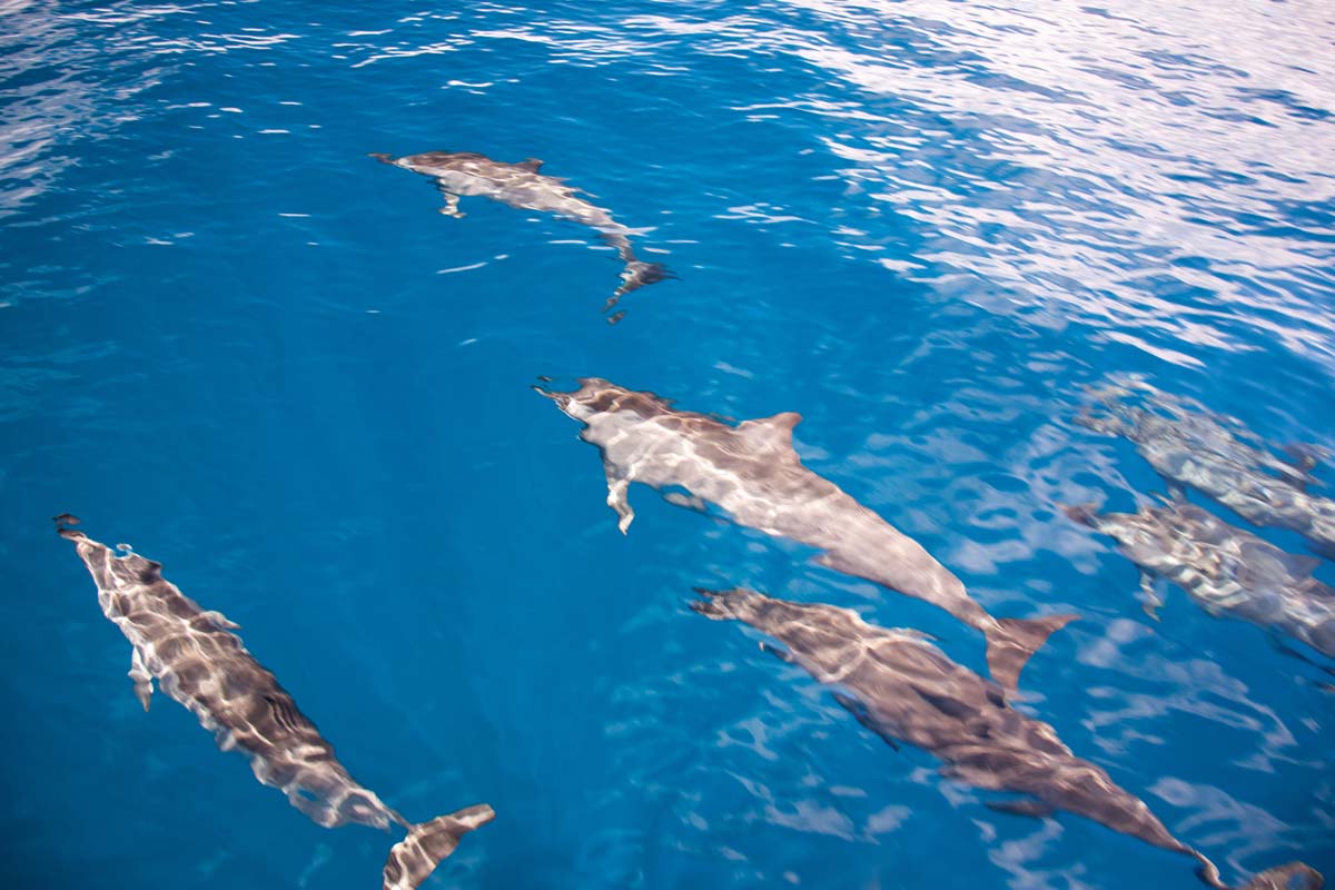 alphonse experience ocean activities dolphin viewing 01
