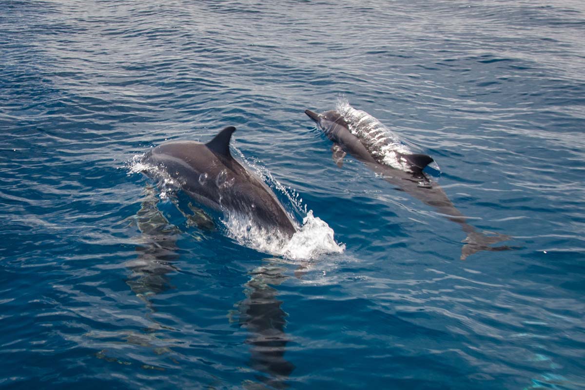 alphonse experience ocean activities dolphin viewing 02