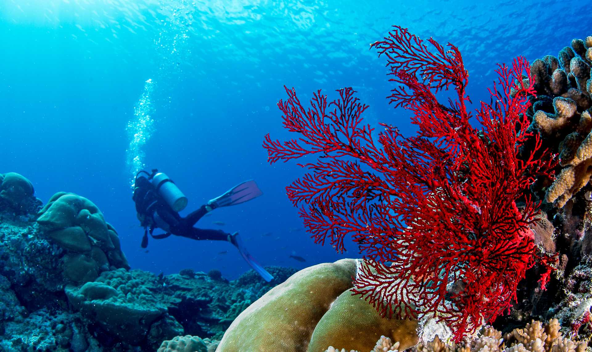 astove scuba diving soft coral