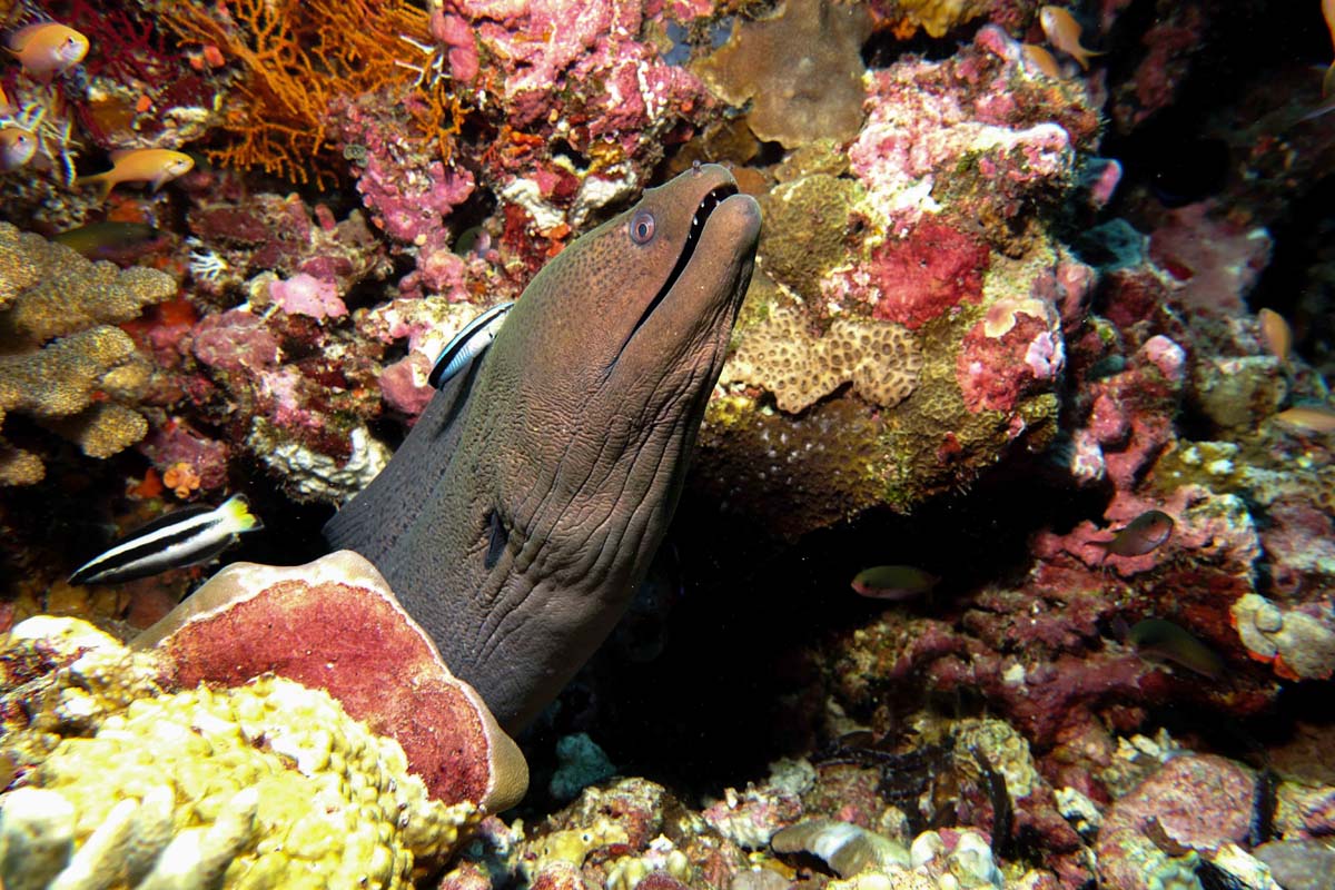 Giant Moray St Francois Alphonse Island