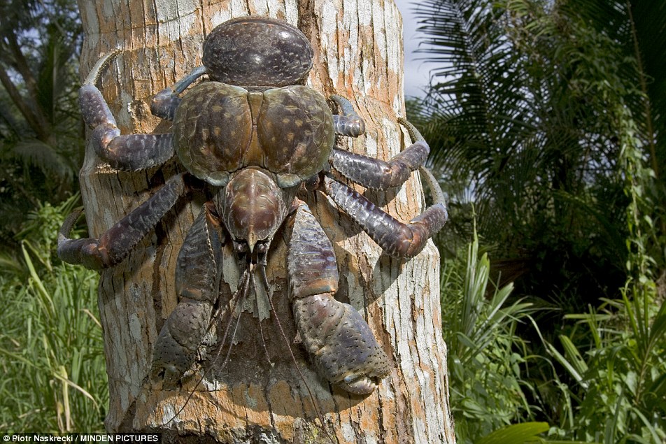 Coconut crab of the Seychelles