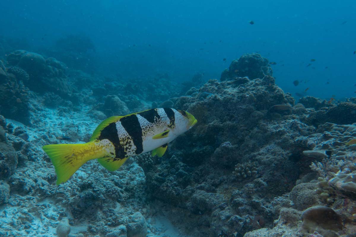 Blacksaddled Coral Grouper Bijoutier Scuba Diving Alphonse Island