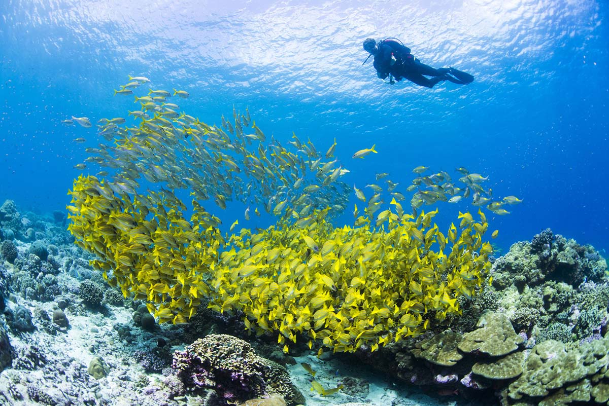 Bluelined Snapper Bijoutier Alphonse Diving