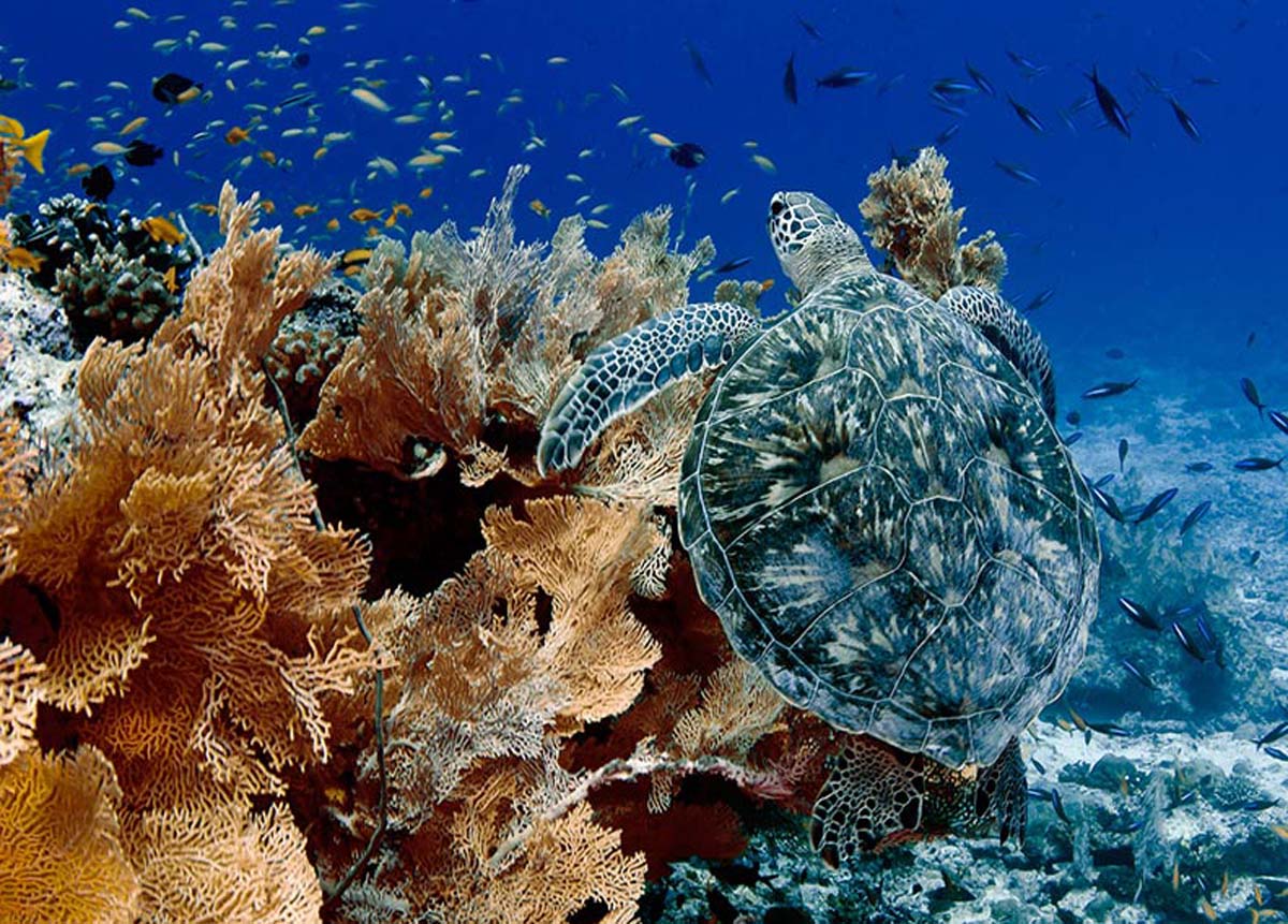 Green Turtle Seychelles