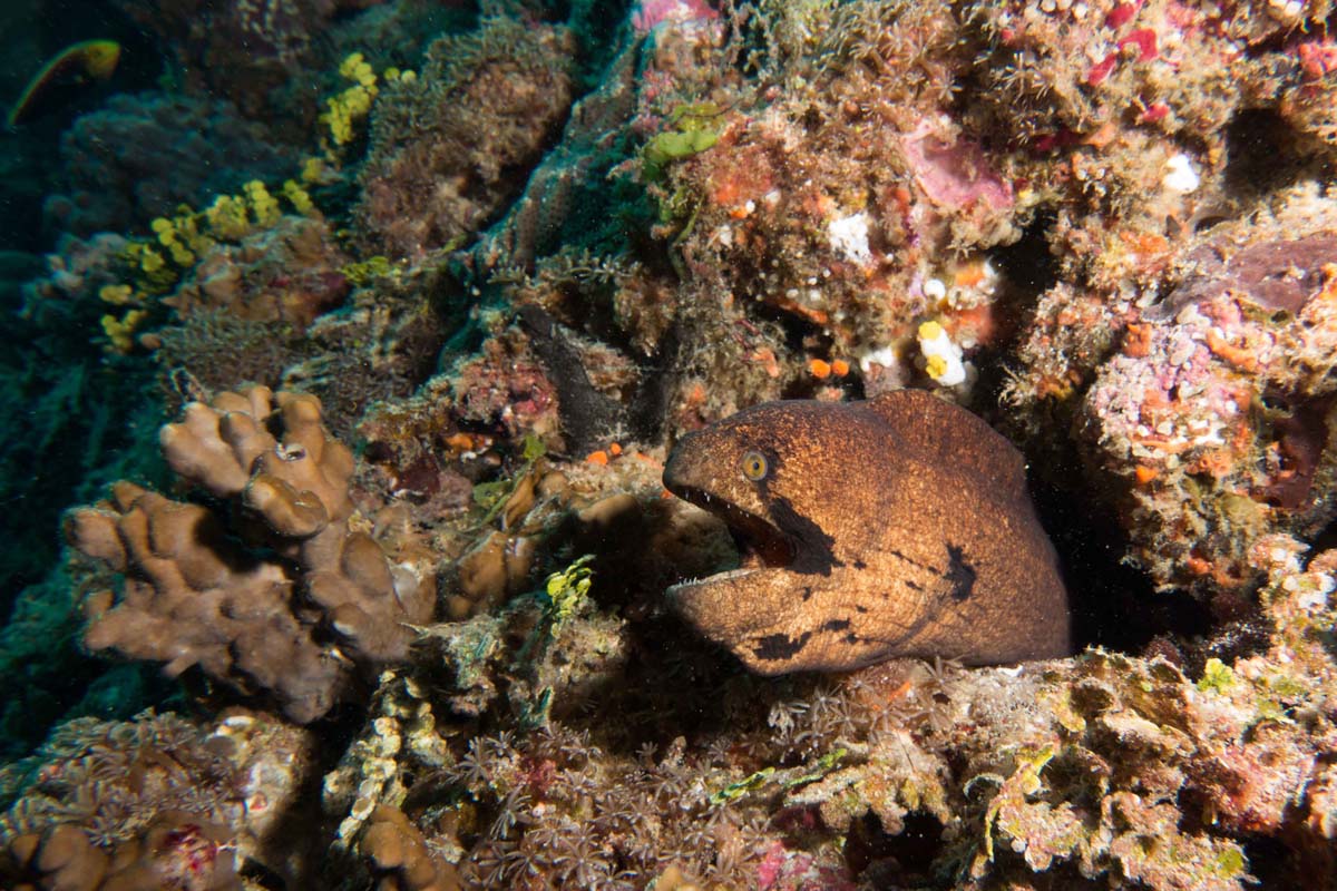 BlackcheekMoray