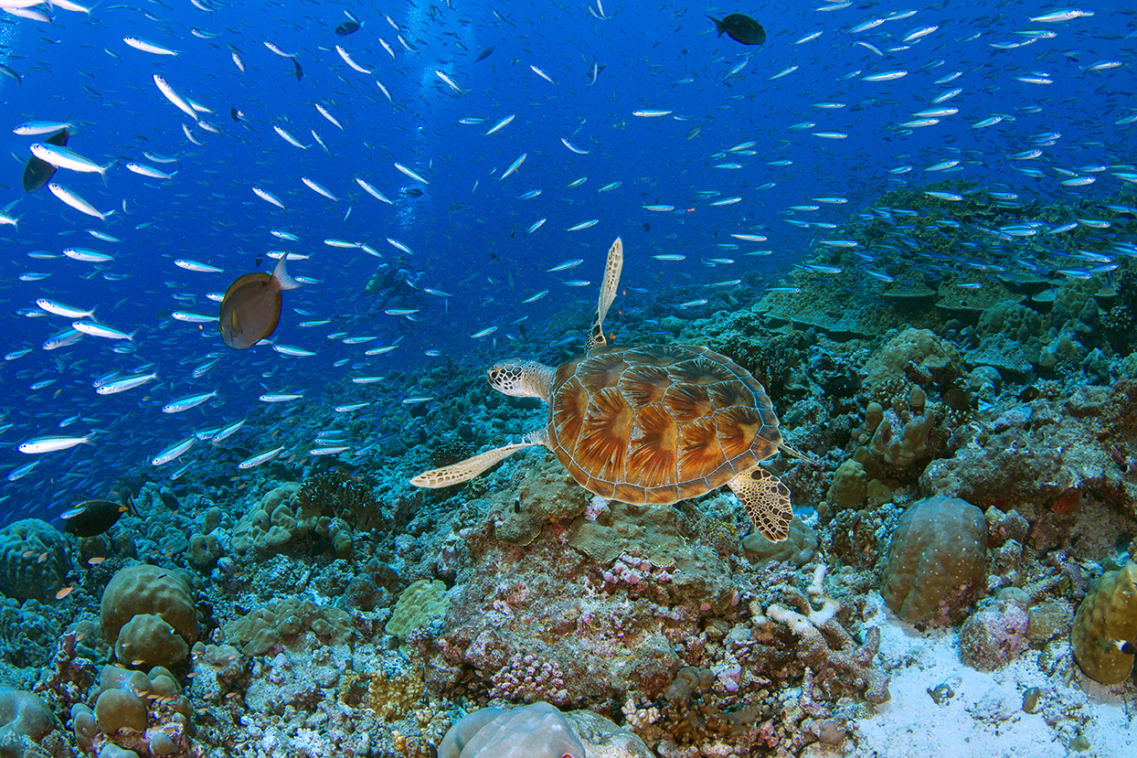 Alphonse green turtle