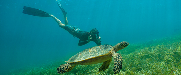 freediving alphonse island seychelles turtle
