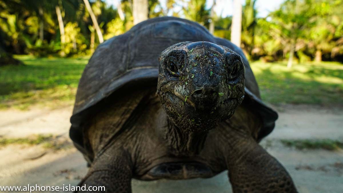 Aldabra Giant Tortoises Alphonse Island