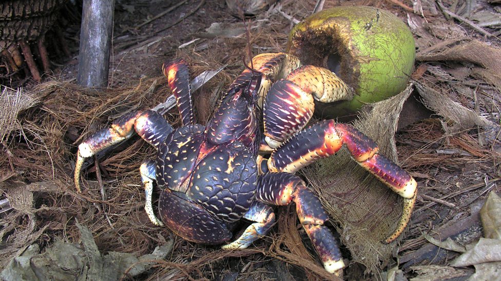 Coconut_crab_diet