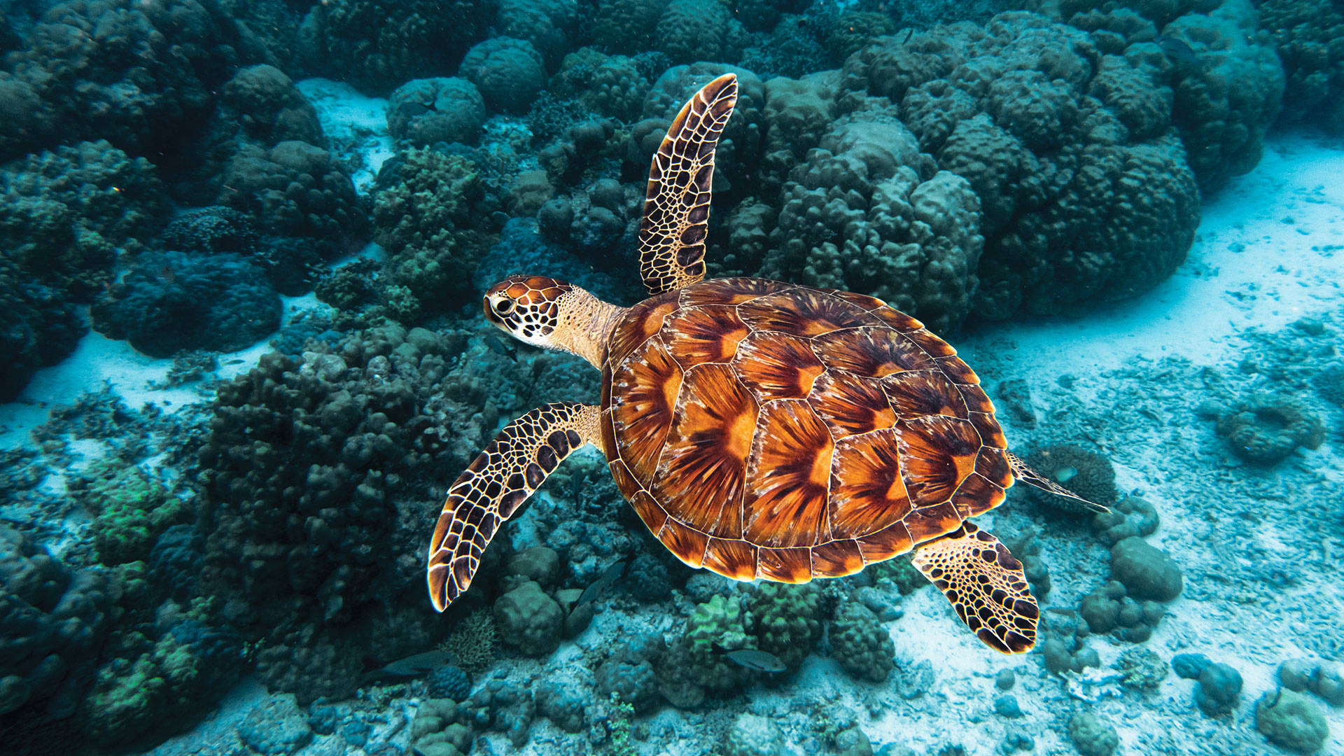 Hawksbill Turtle