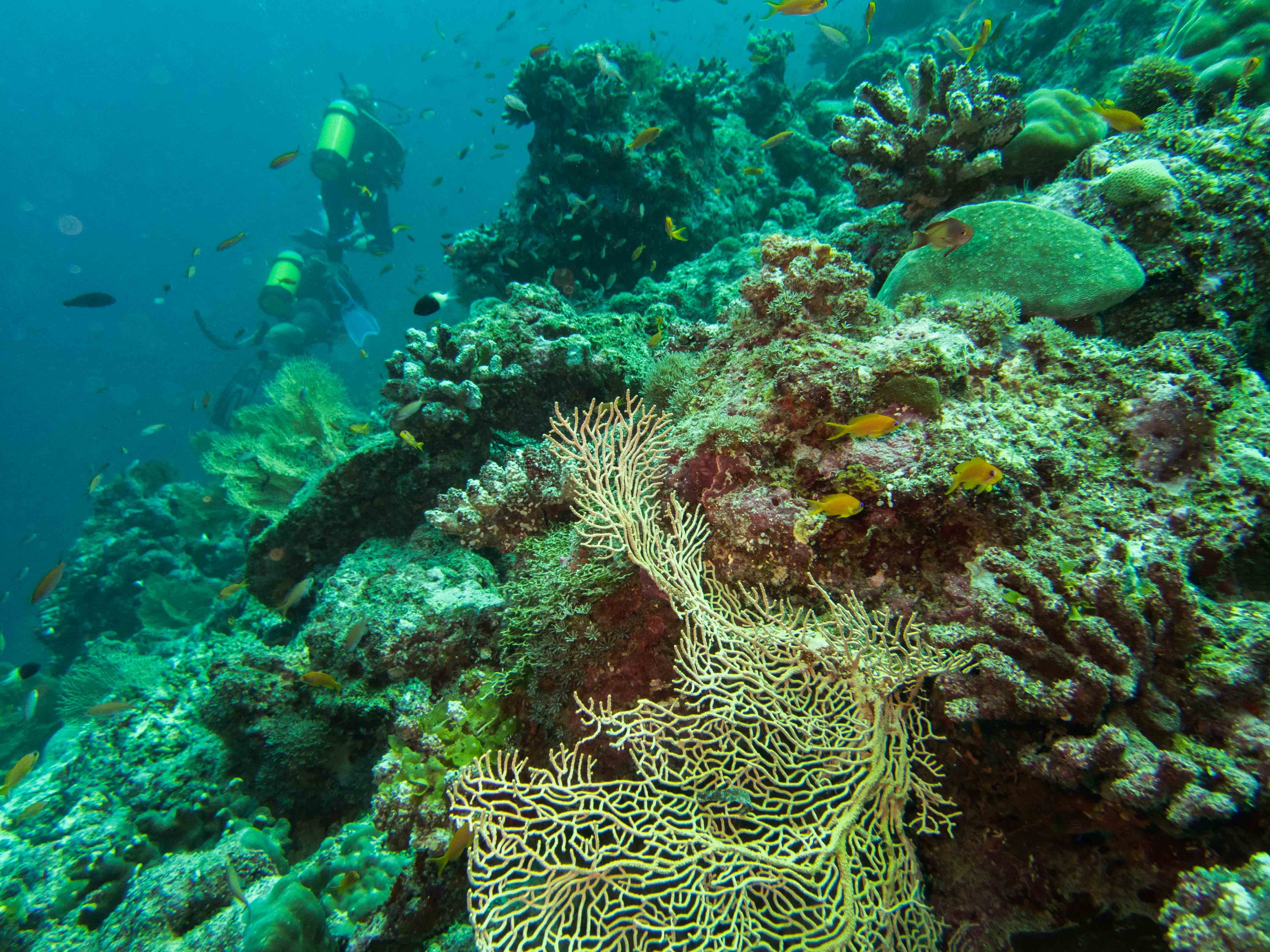 LMartin_Diving_6_05 12_November_2016161110_60