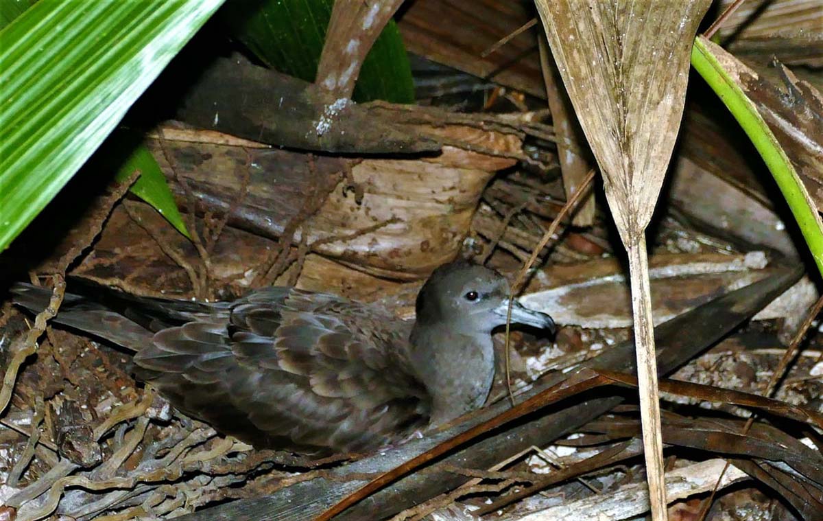 Wedge tailed Shearwater pair Alphonse Seychelles