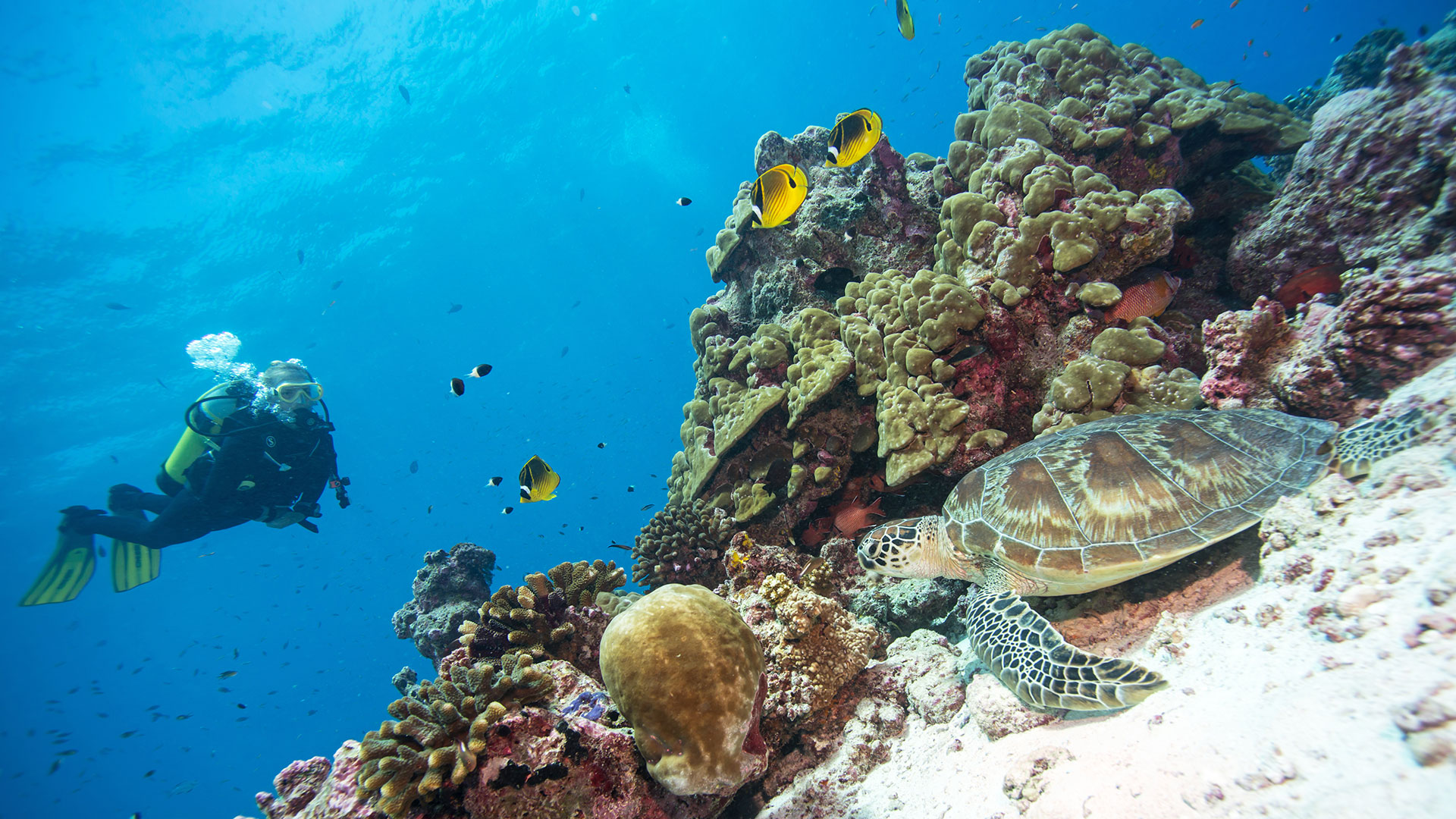 turtle diving alphonse