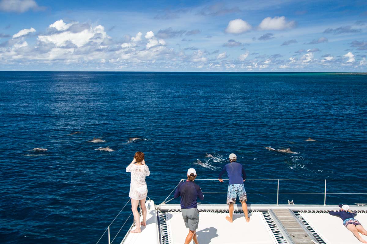 alphonse experience ocean activities dolphin viewing 10