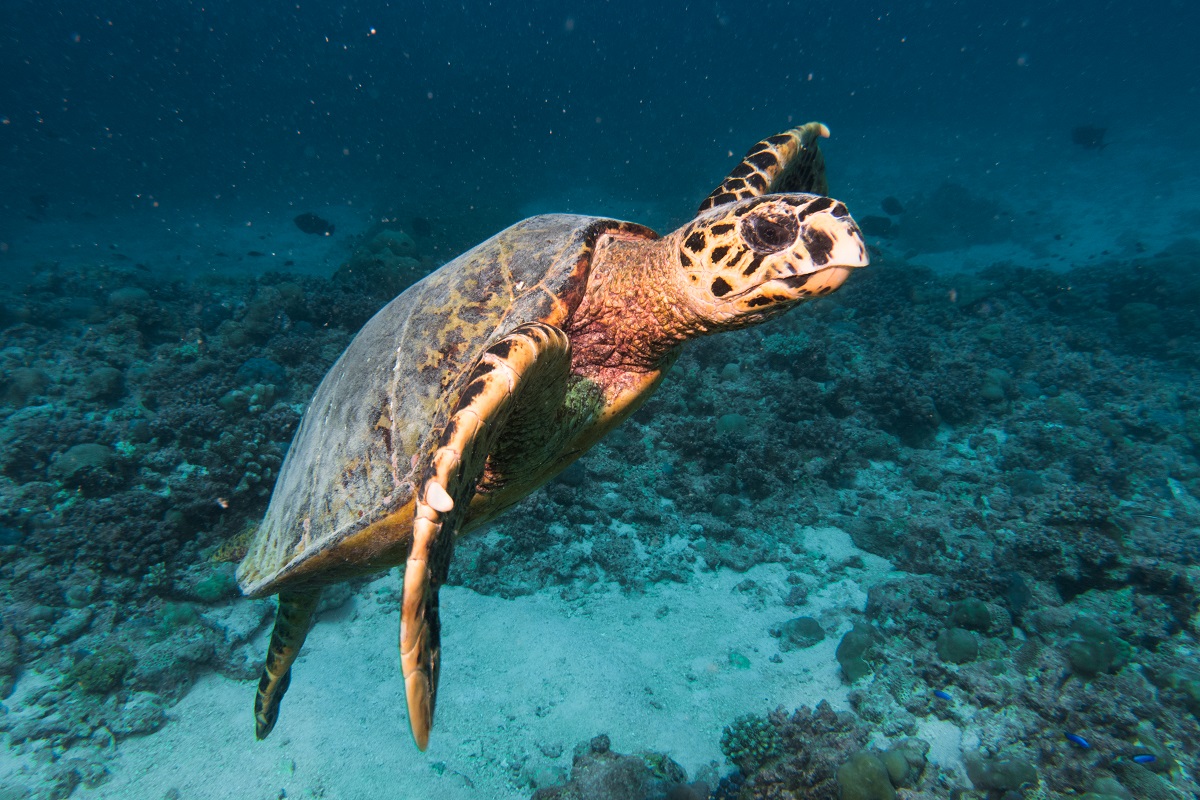 World Turtle Day Alphonse Island1