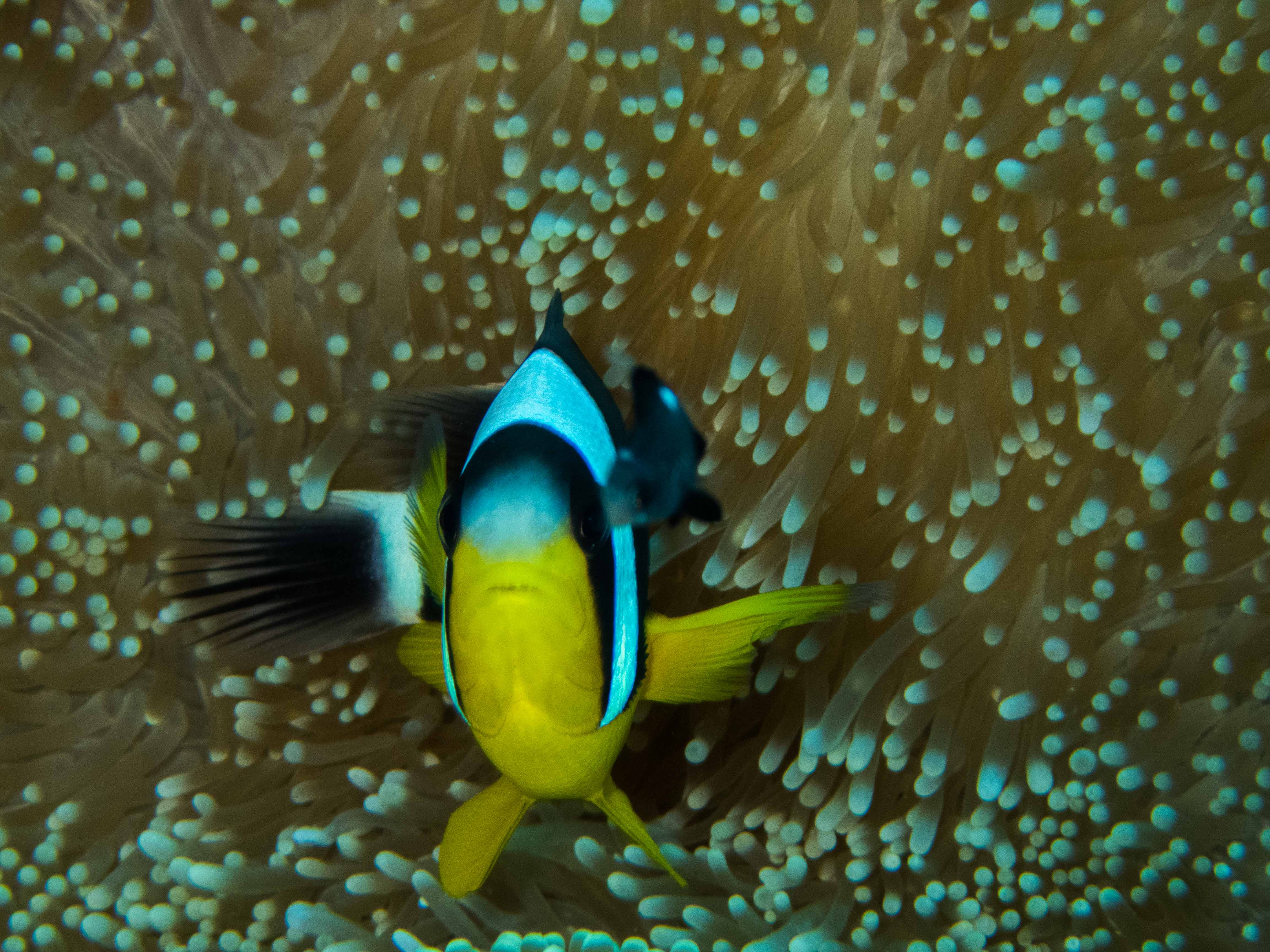 LMartin_Diving_Clown_Fish_6_05 12_November_2016161110_23