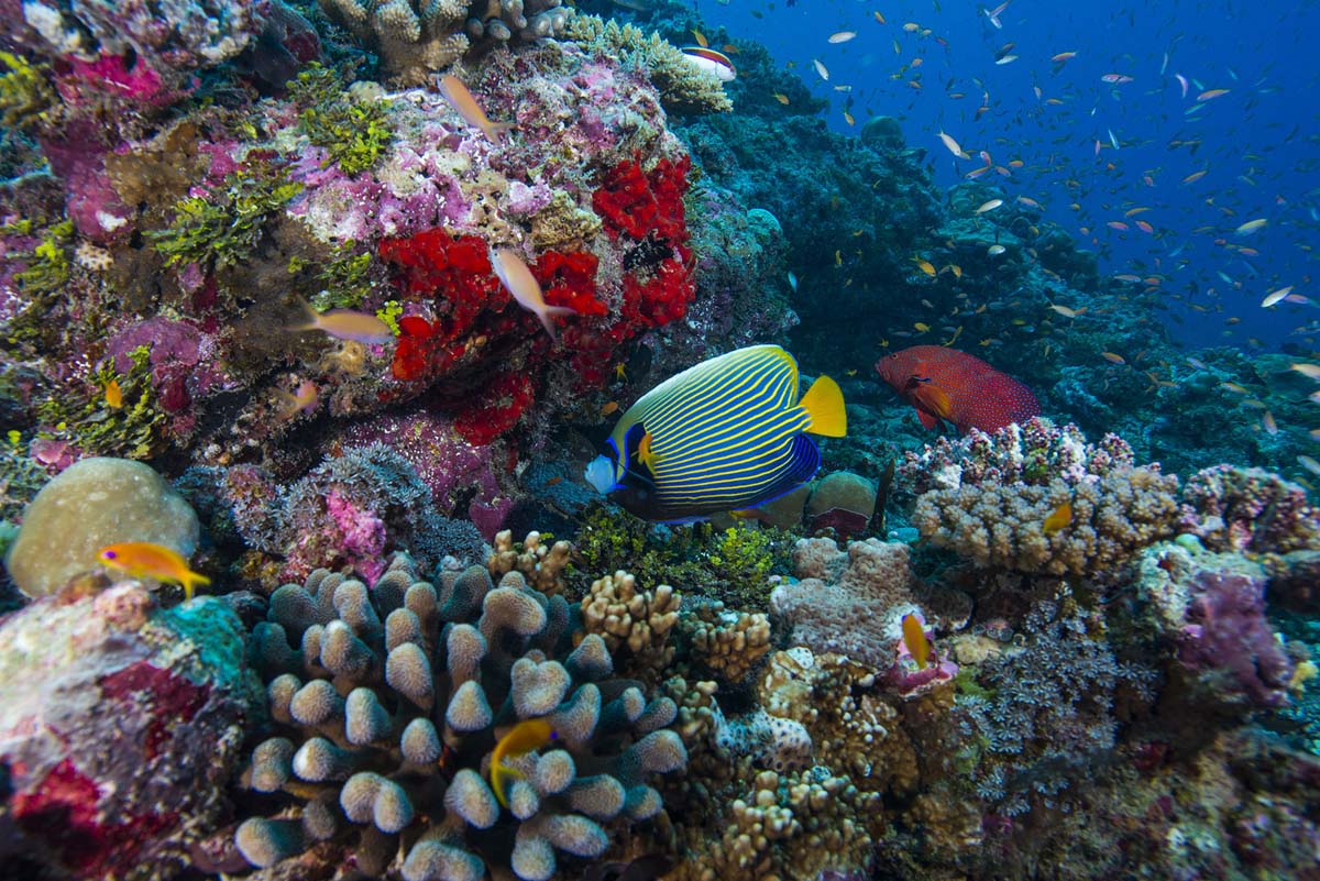 Emperor Angelfish Bijoutier Scuba Diving Alphonse Island