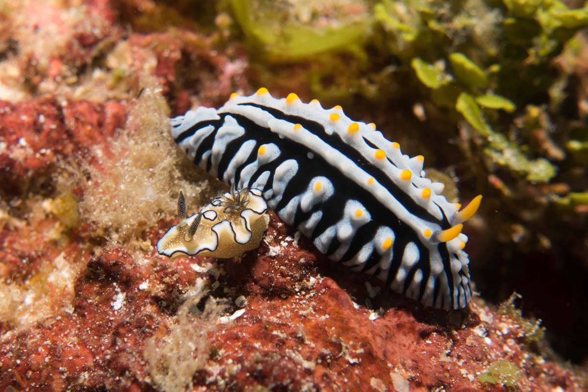 Nudibranch_1