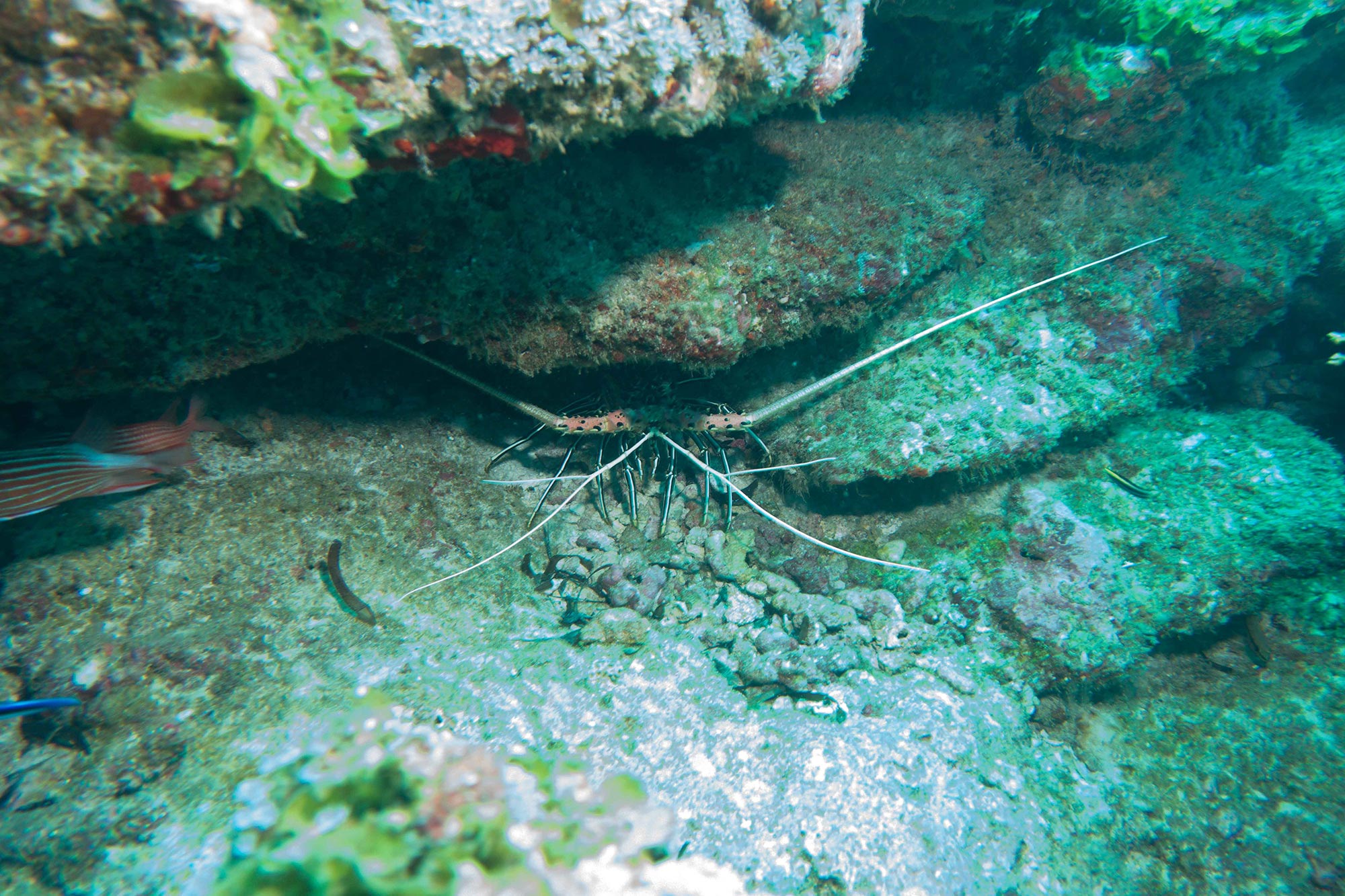 Scuba_Diving_Seychelles_Crayfish