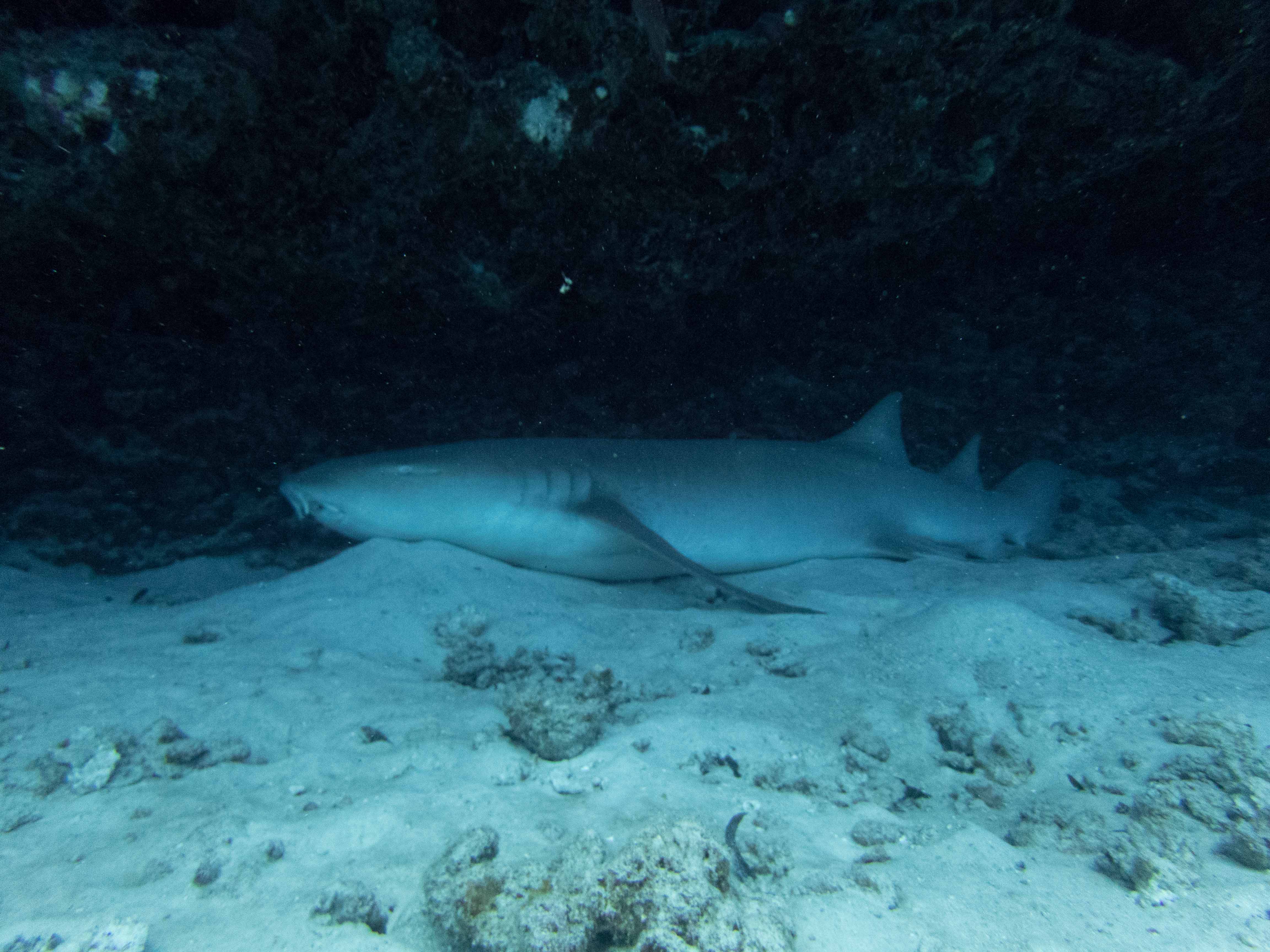 padi scuba diving sharks seychelles