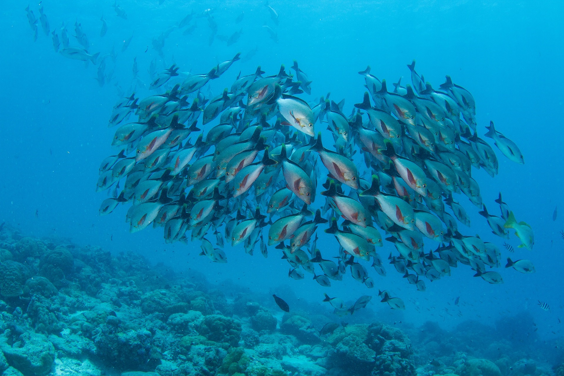 Scubadiving Seychelles Fish