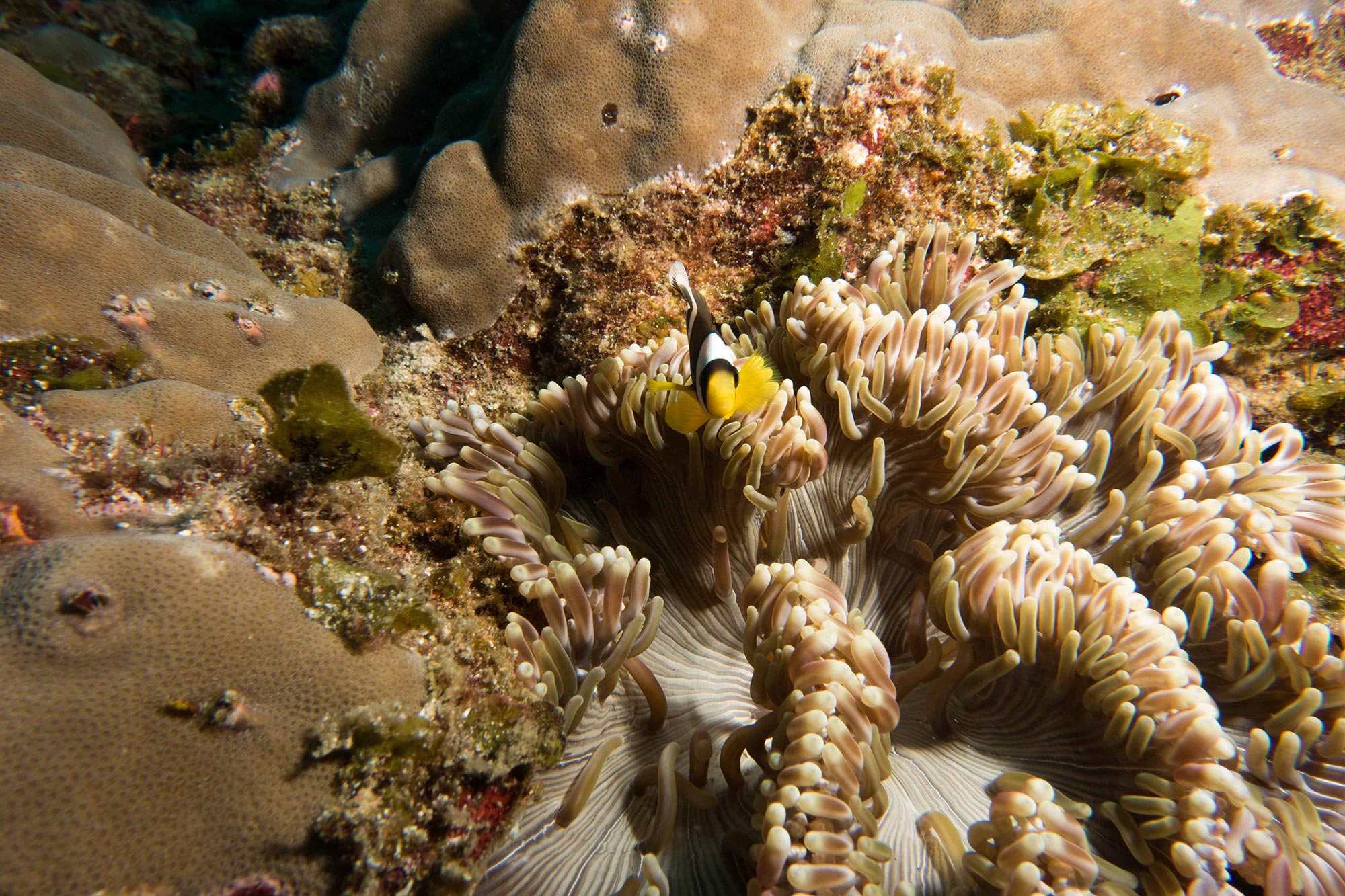 Scuba_Diving_Seychelles_Coral