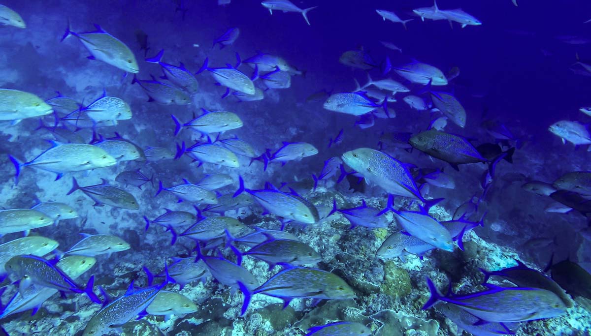 BluefinTrevally_2