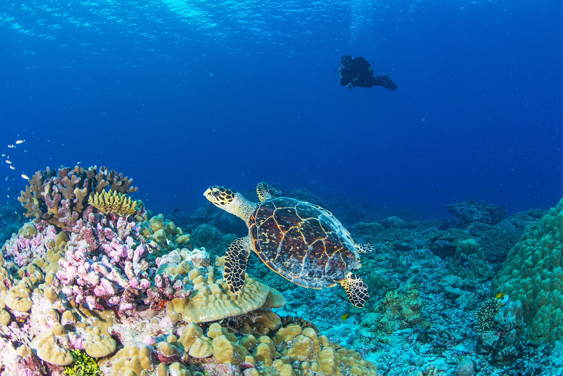scuba diving turtle seychelles alphonse
