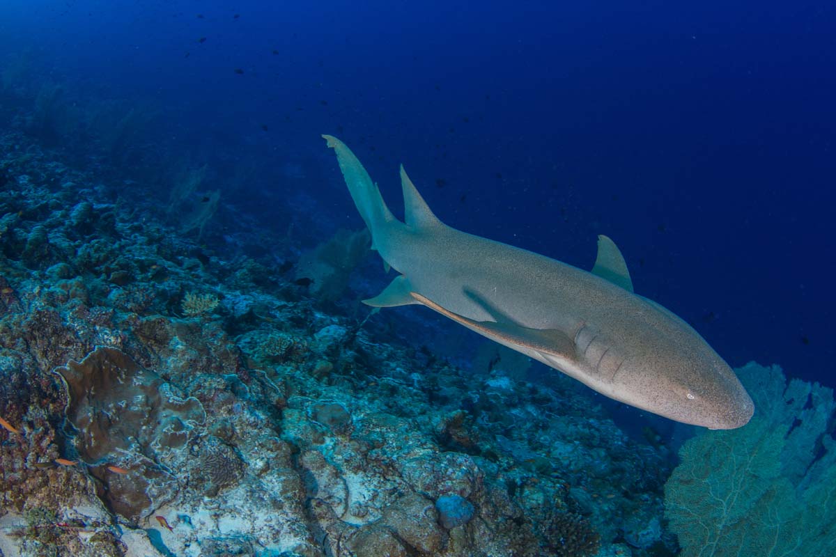 Nurse Shark St Francois Alphonse Island