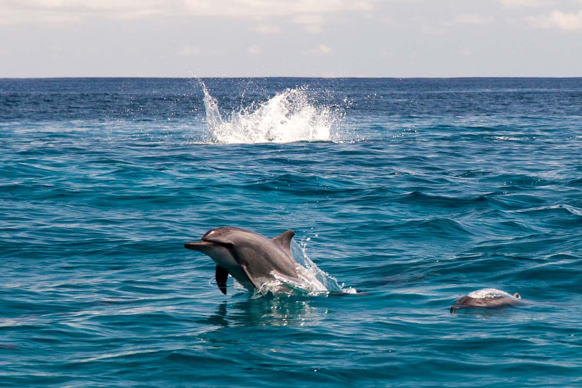 alphonse experience ocean activities dolphin viewing 07