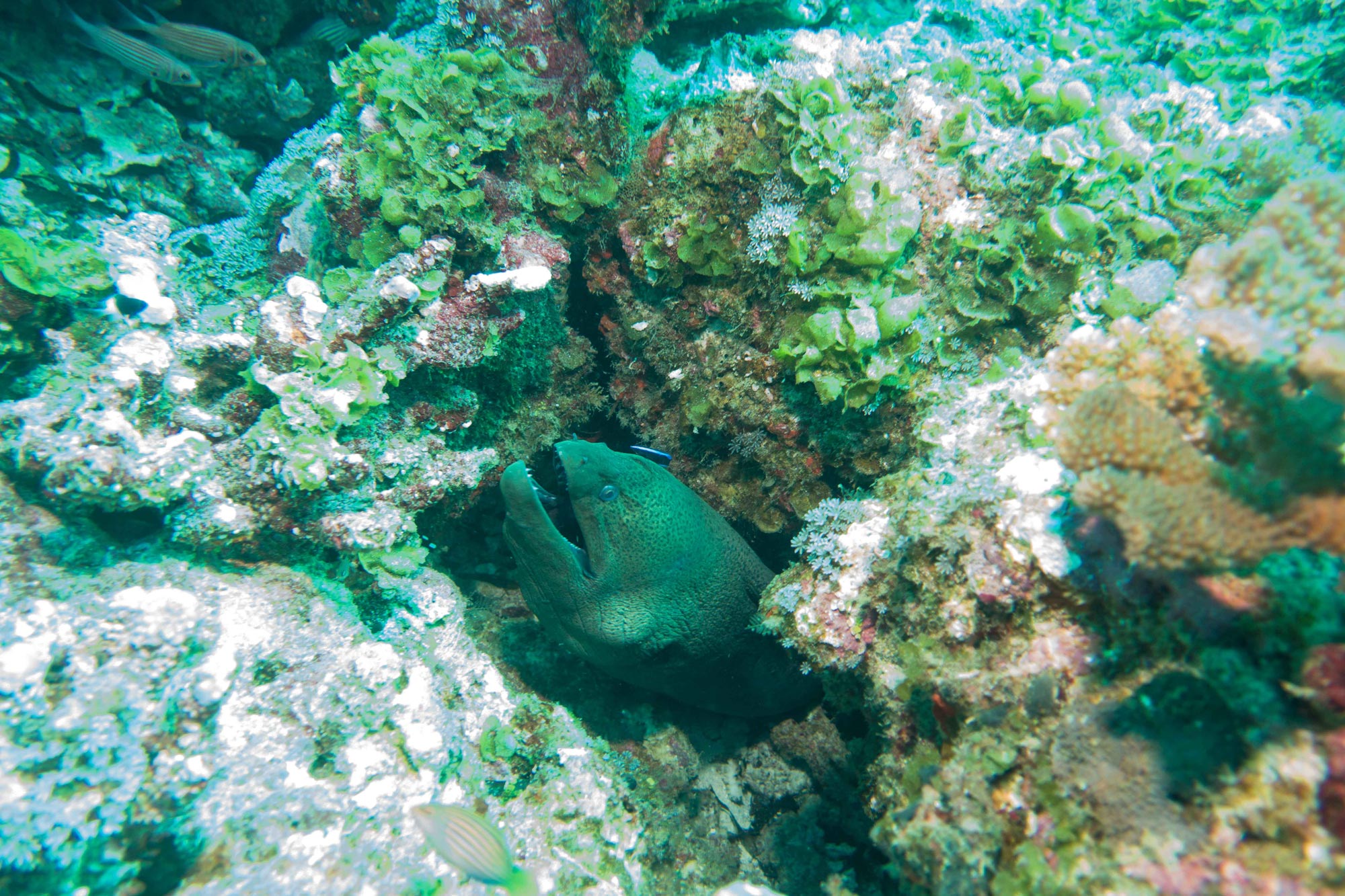 Scuba_Diving_Seychelles_morey_Eel