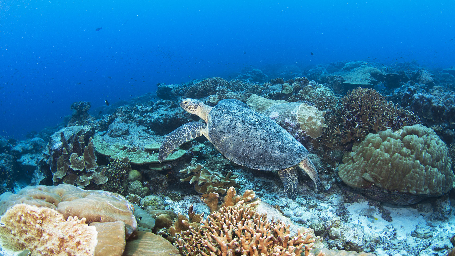blue safari marine life turtle