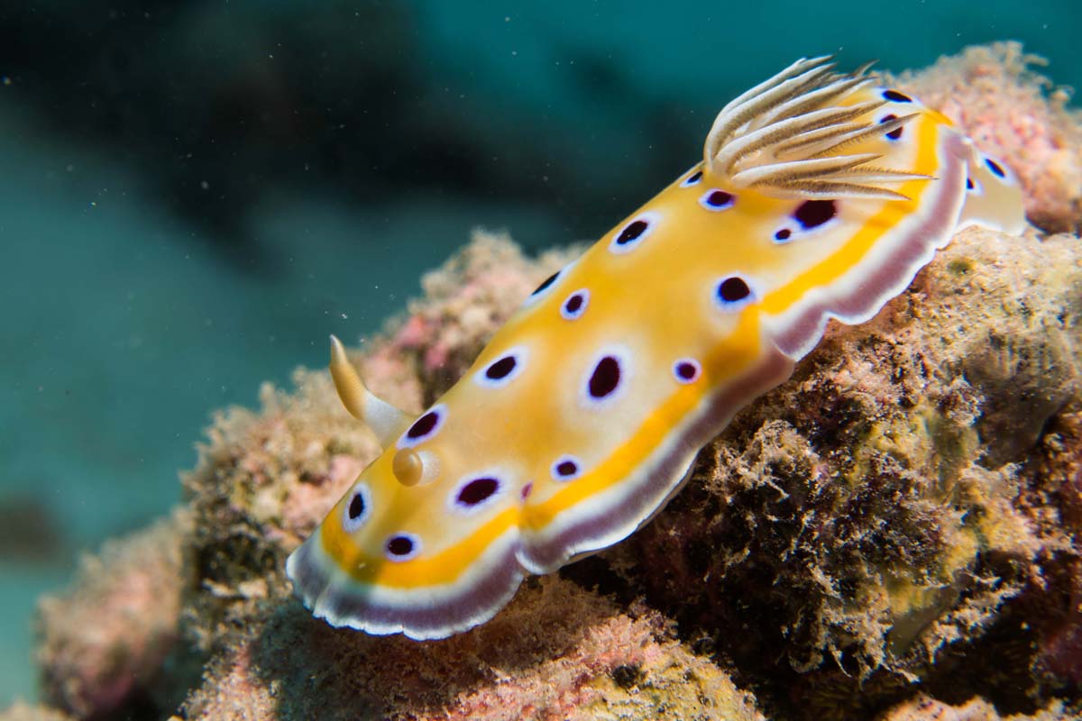 Nudibranch_3