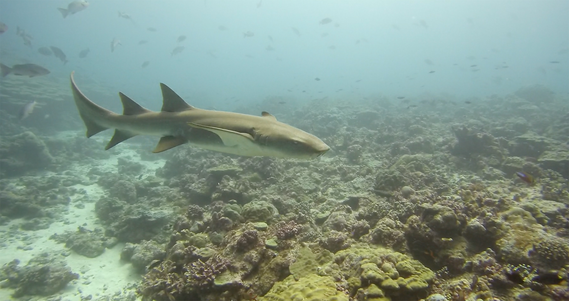 Shark alphonse island scuba diving