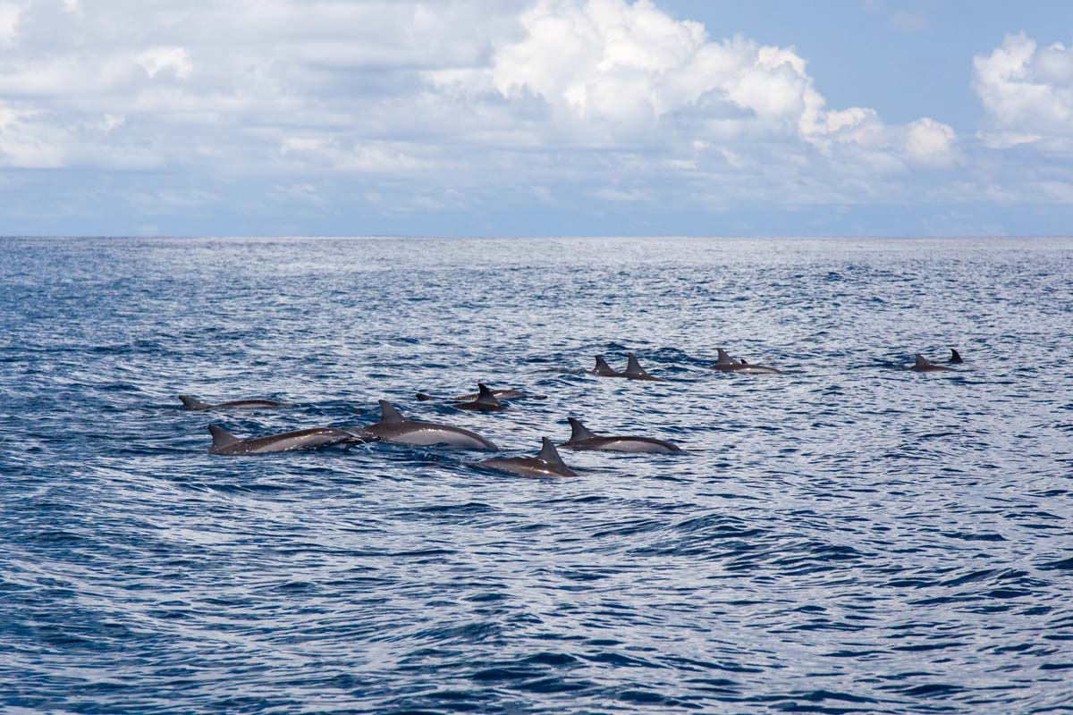 alphonse experience ocean activities dolphin viewing 03