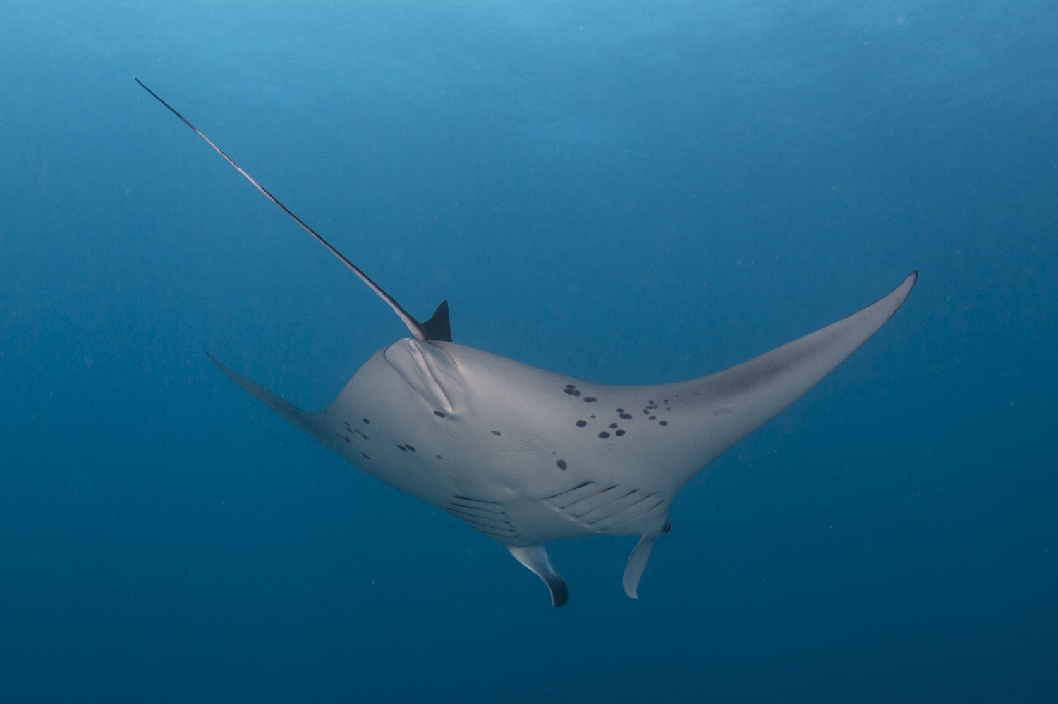 Scuba_Diving_with_Mantas