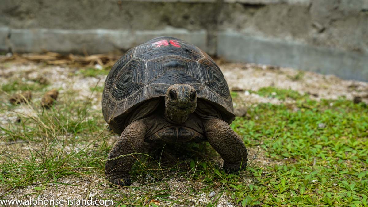 giant tortoises alphonse island